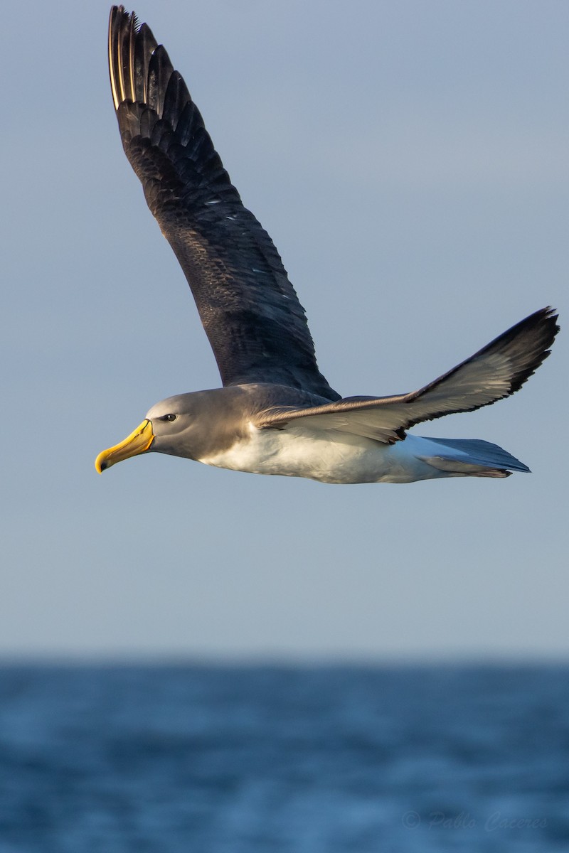 chathamalbatross - ML645042703