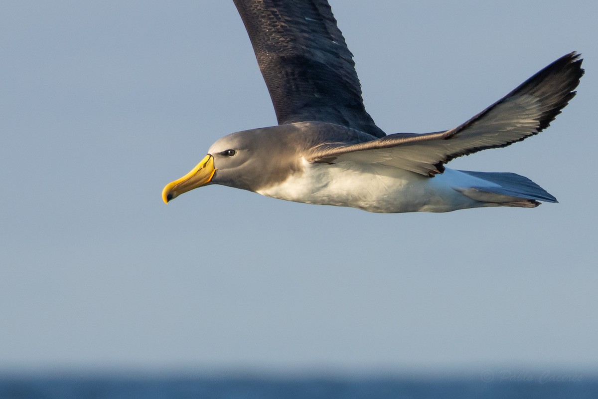 chathamalbatross - ML645042704