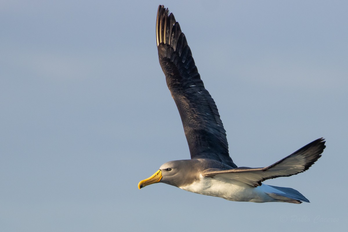 chathamalbatross - ML645042705