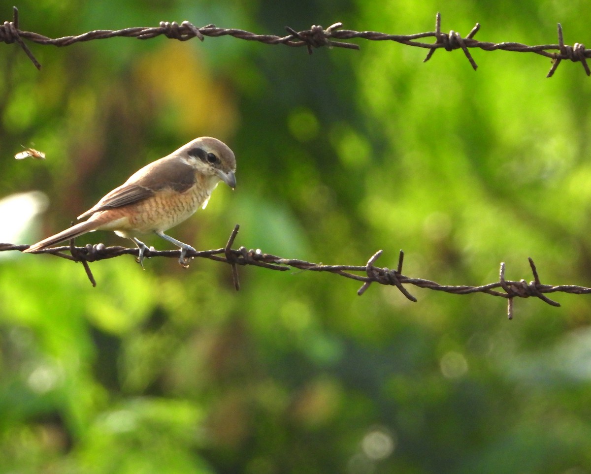 Brown Shrike - ML645042706