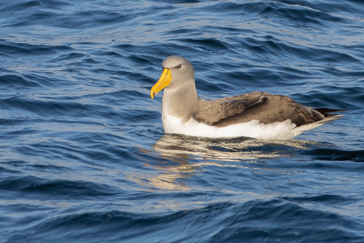 chathamalbatross - ML645042707