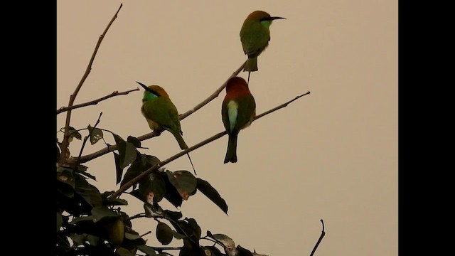 Al Başlı Arıkuşu - ML645042712