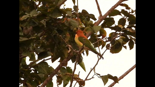 Al Başlı Arıkuşu - ML645042713