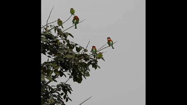 Al Başlı Arıkuşu - ML645042714