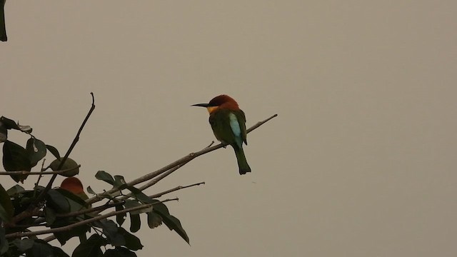 Al Başlı Arıkuşu - ML645042715