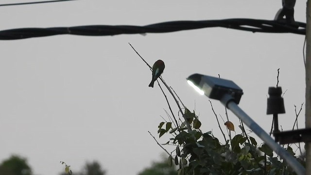 Al Başlı Arıkuşu - ML645042716