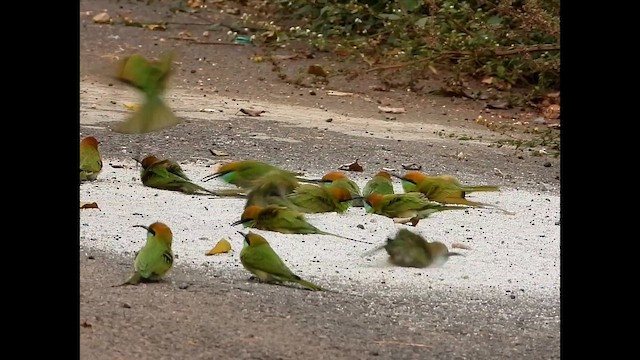 Al Başlı Arıkuşu - ML645042718