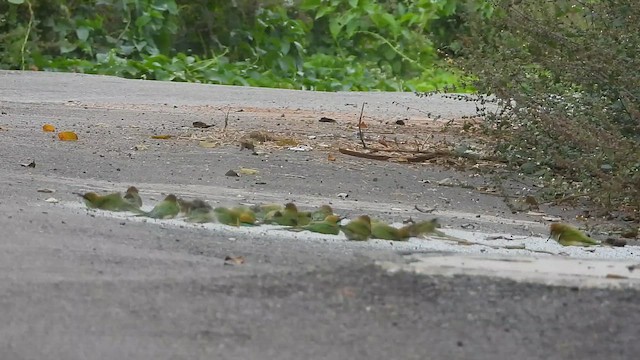 Al Başlı Arıkuşu - ML645042719