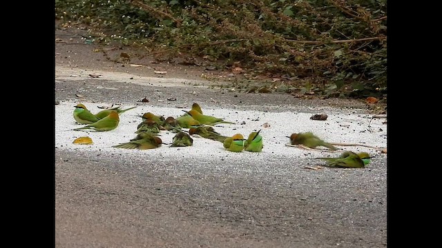 Al Başlı Arıkuşu - ML645042720