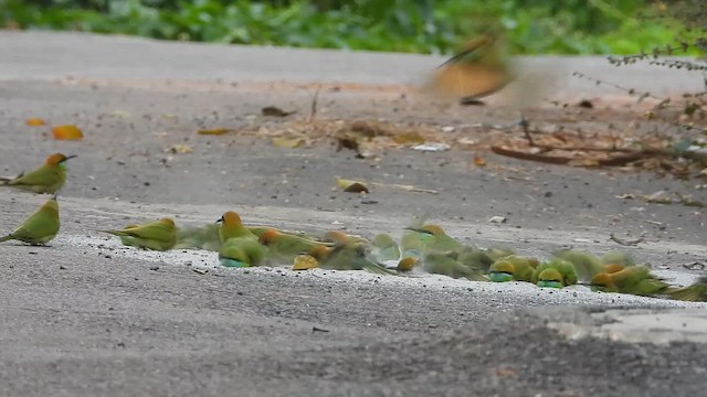 Al Başlı Arıkuşu - ML645042721