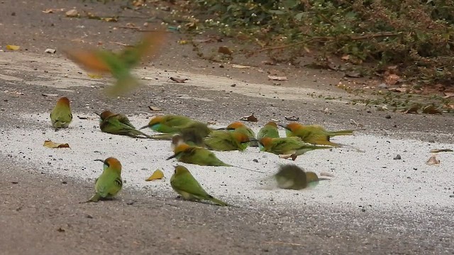 Al Başlı Arıkuşu - ML645042723