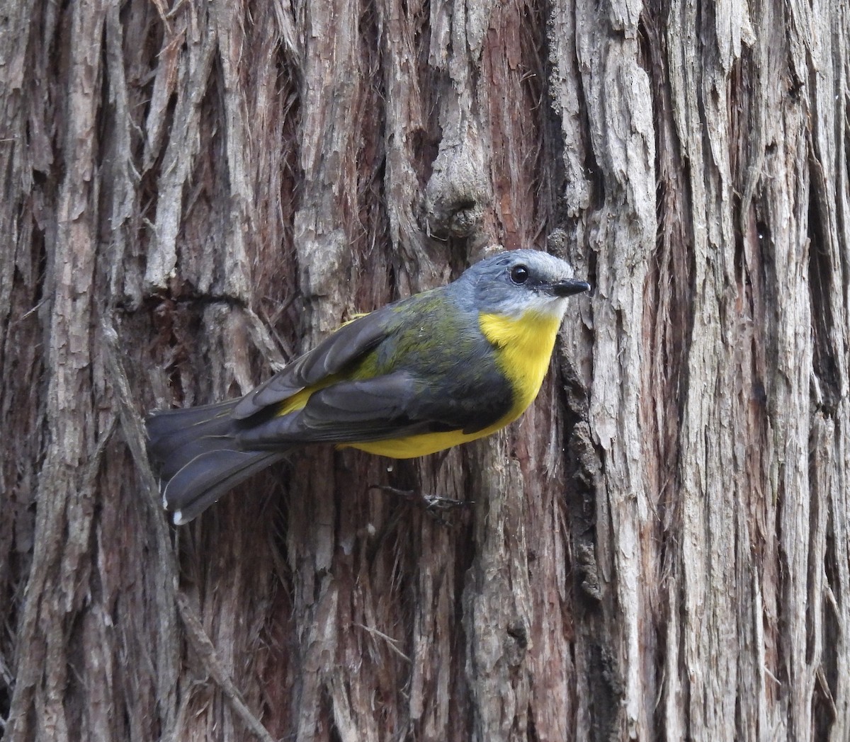 Королець жовтий - ML645042725