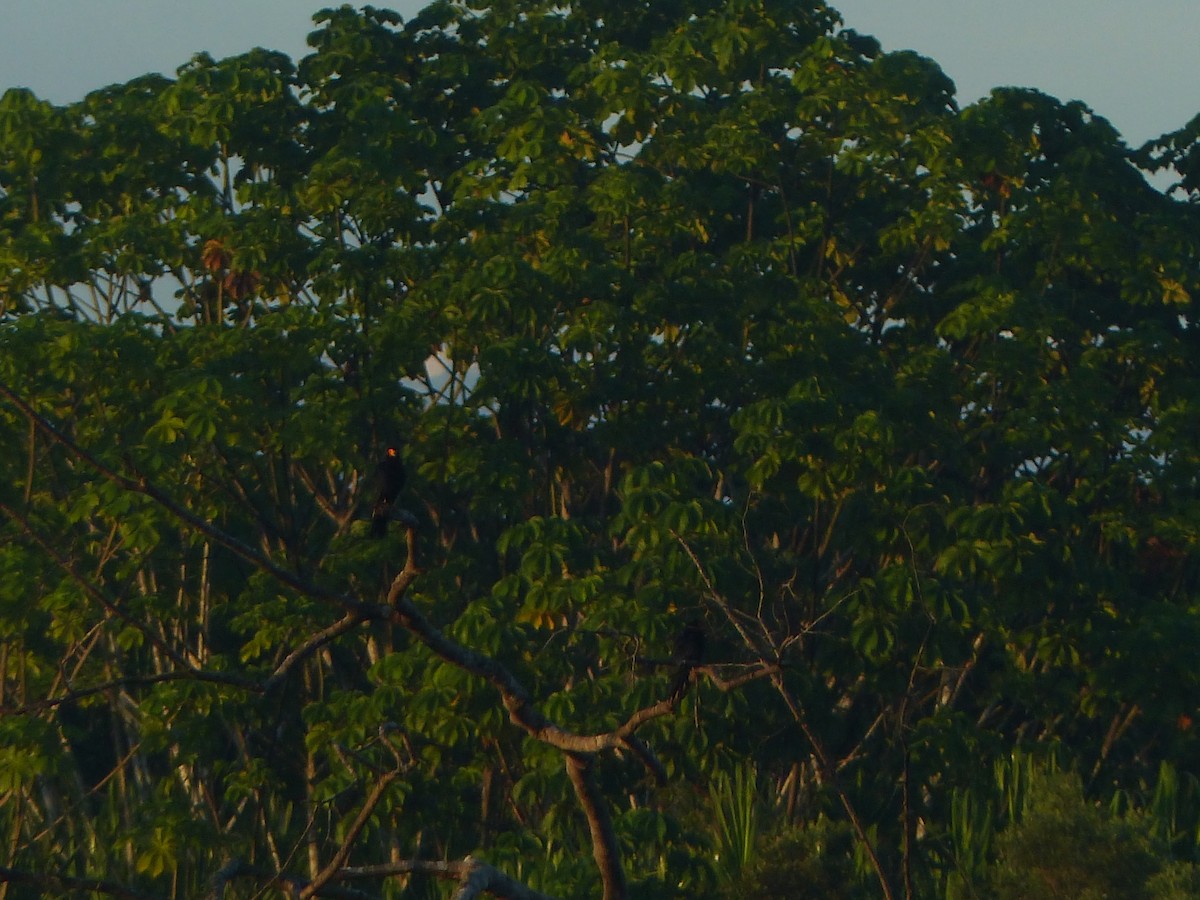 Siyah Karakara - ML645042734