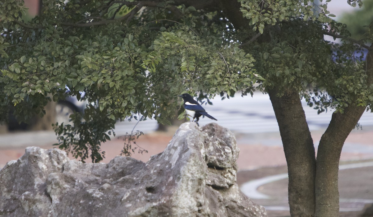 orientskjære - ML645042771