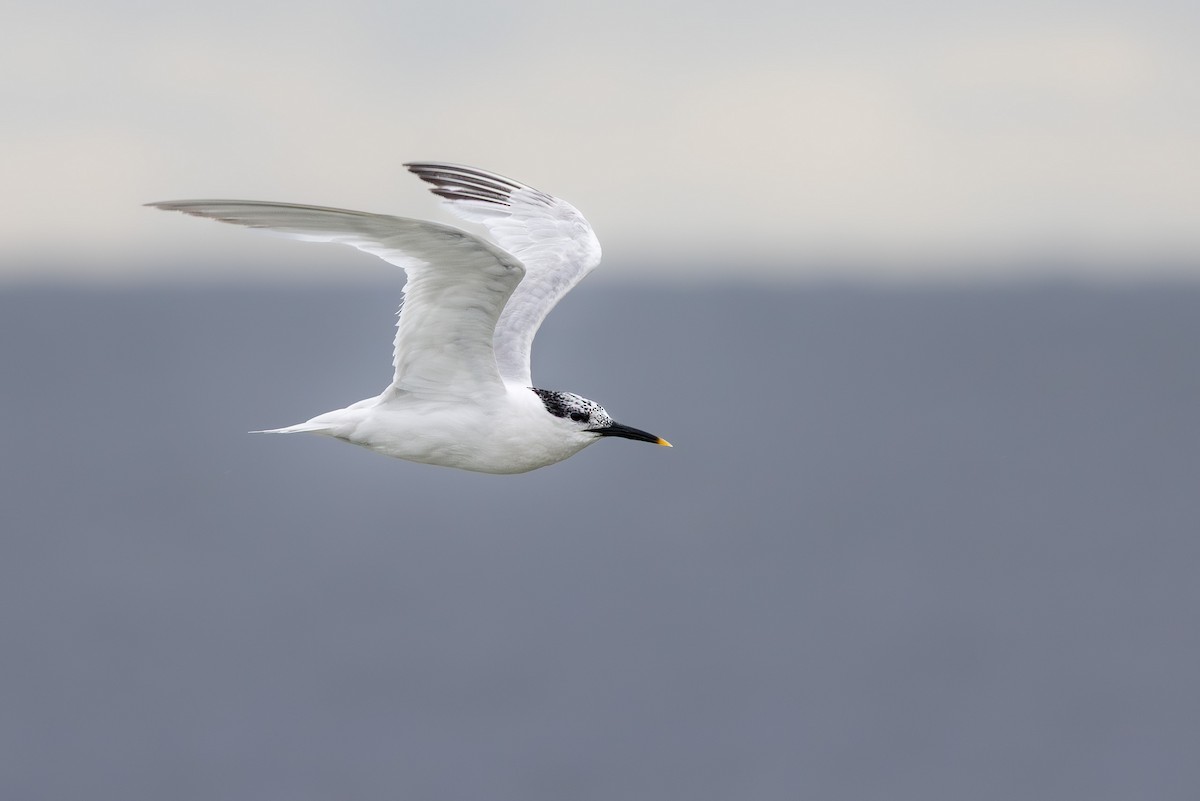 Beccapesci - ML645042786