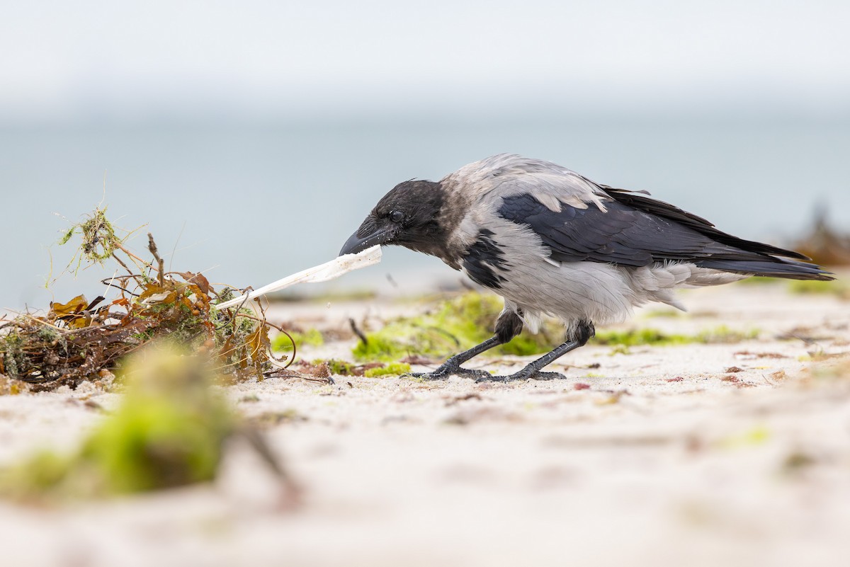 Cornacchia grigia - ML645042791