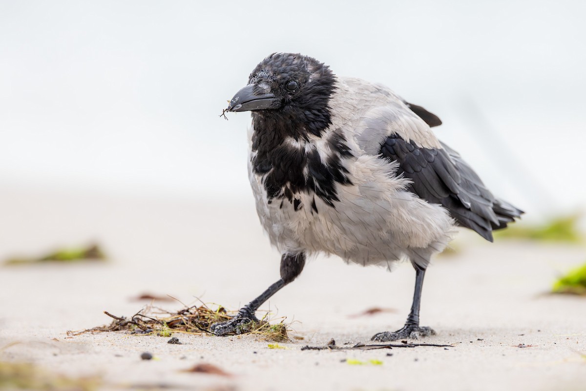 Cornacchia grigia - ML645042792