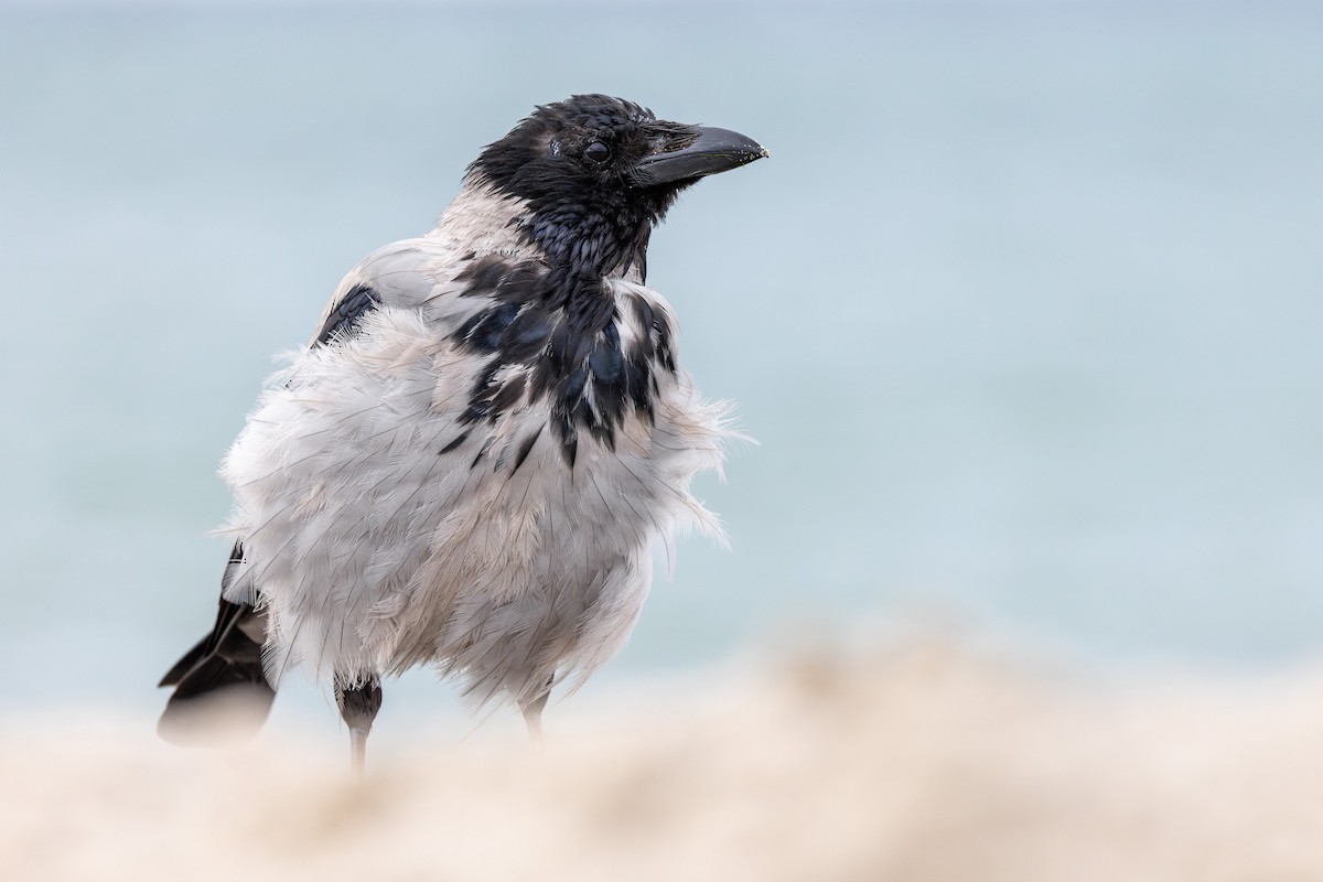 Cornacchia grigia - ML645042793