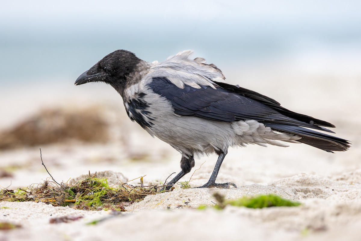 Cornacchia grigia - ML645042794