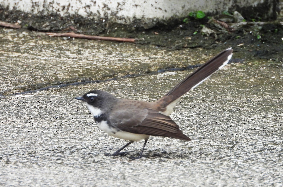 Philippine Pied-Fantail - ML645042800