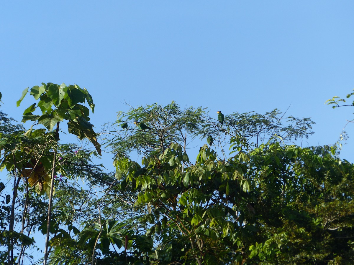 Orange-cheeked Parrot - ML645042801