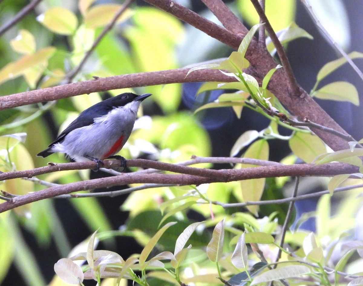 Red-keeled Flowerpecker - ML645042806