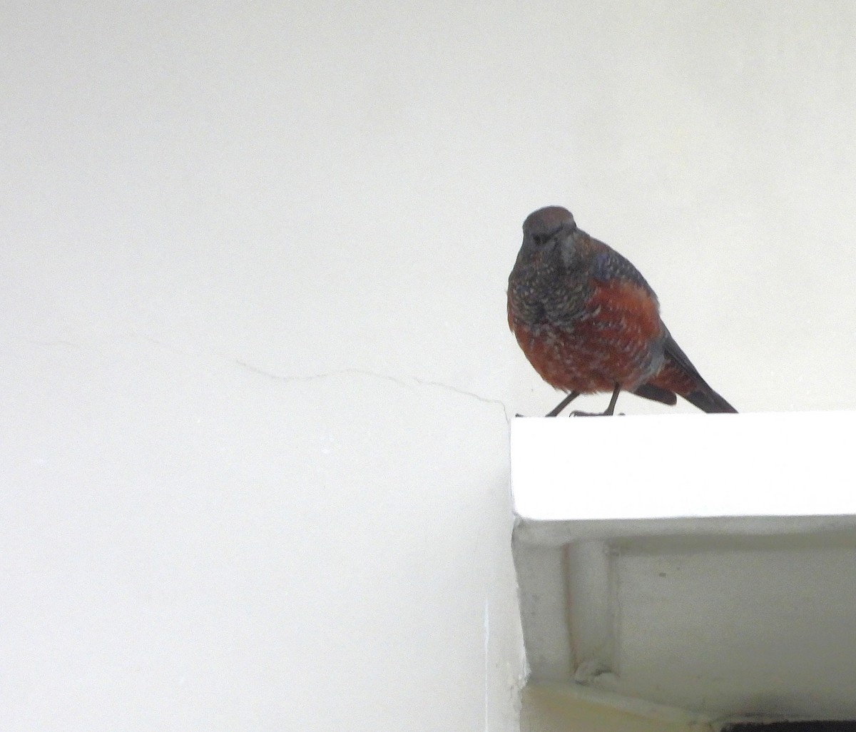 Blue Rock-Thrush - ML645042818