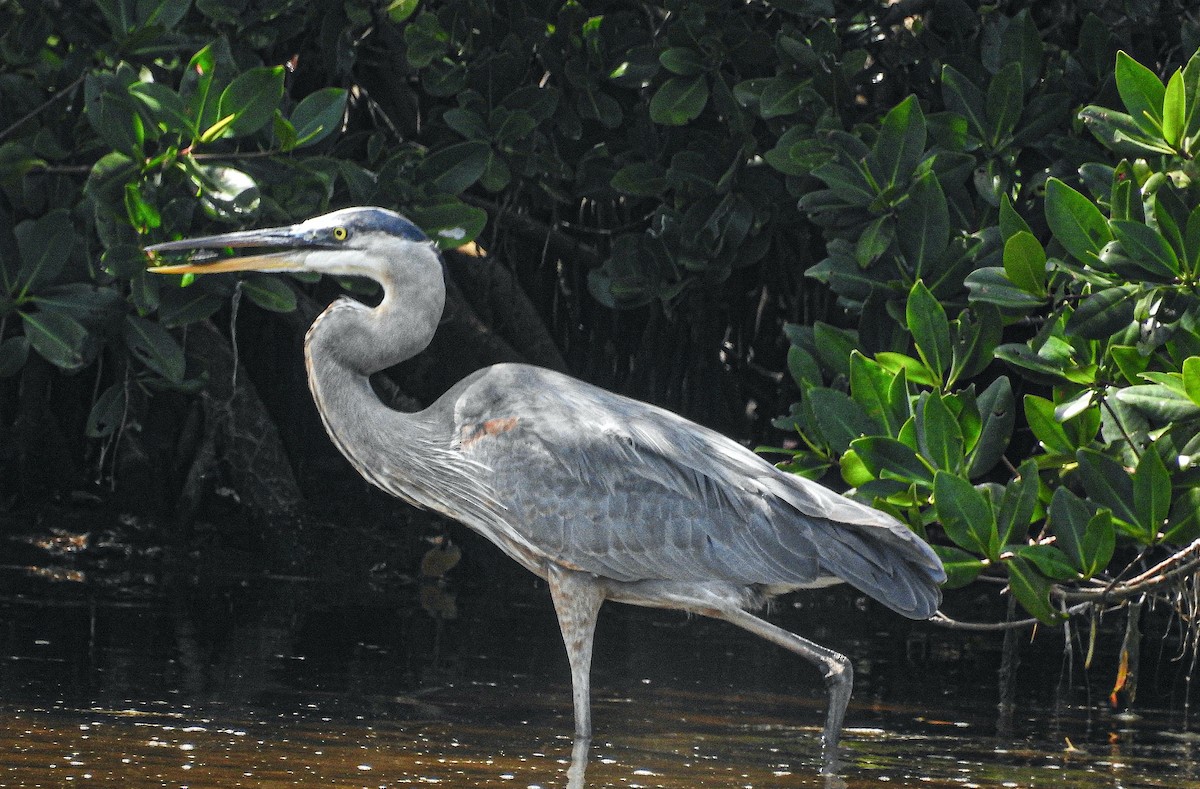 Great Blue Heron - ML645042825