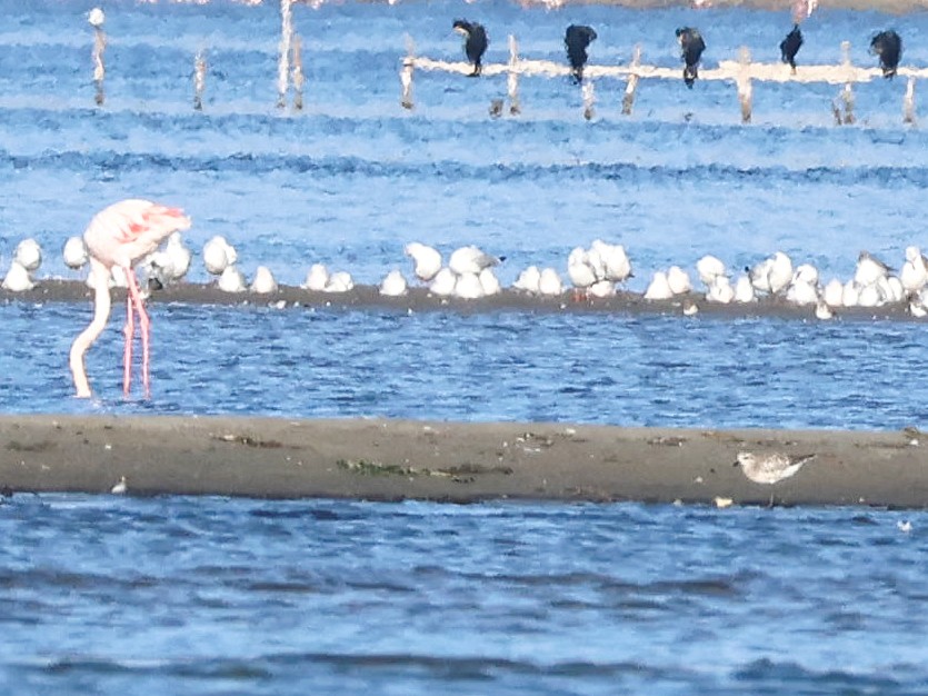 Black-bellied Plover - ML645042826