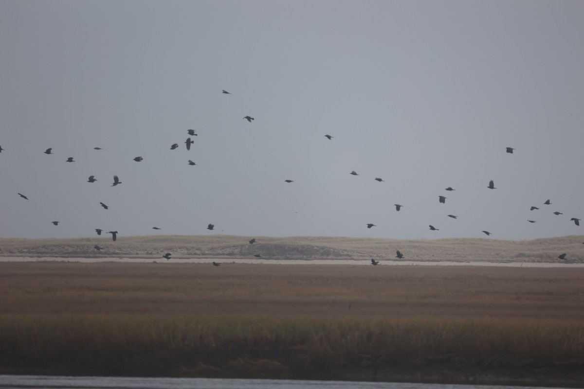 American Crow - ML645042827