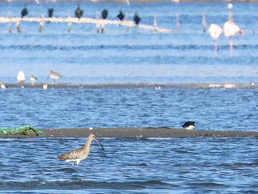 Eurasian Curlew - ML645042828