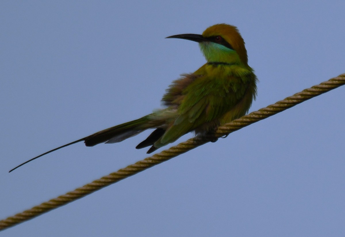 Asian Green Bee-eater - ML645042829