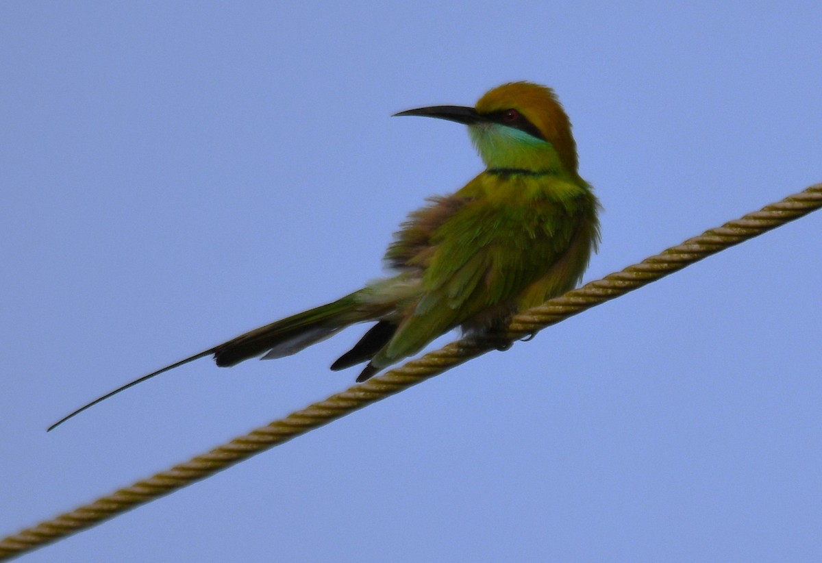 Asian Green Bee-eater - ML645042832