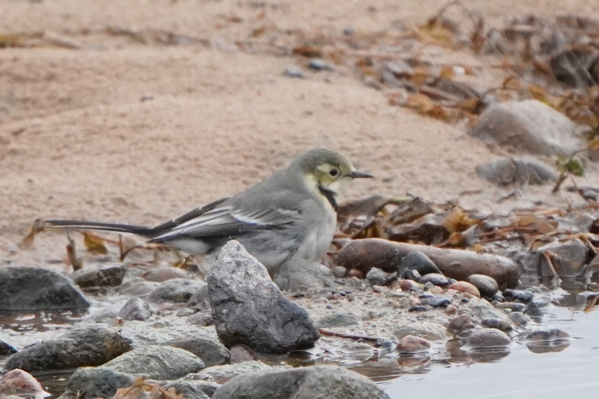 White Wagtail - ML645042834