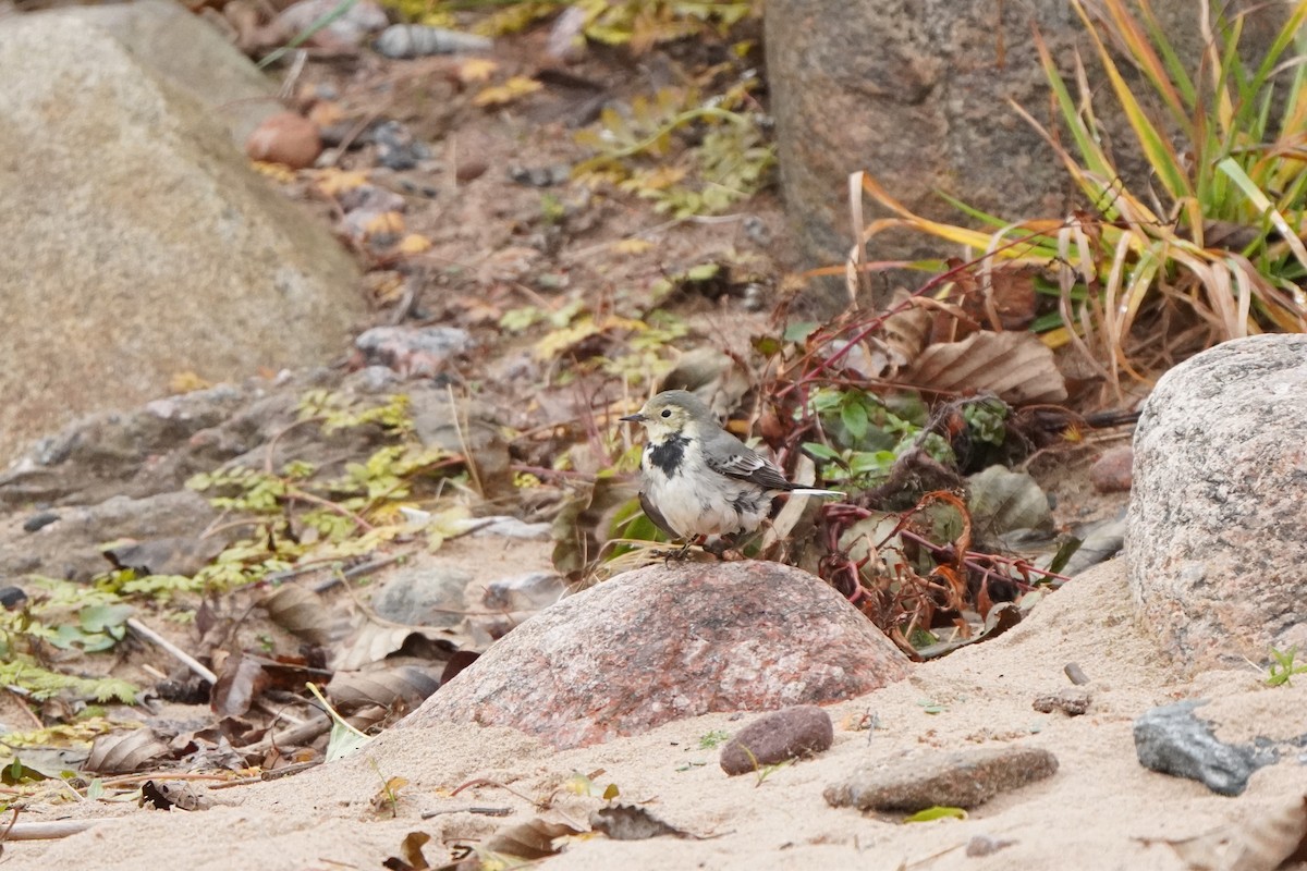 White Wagtail - ML645042836