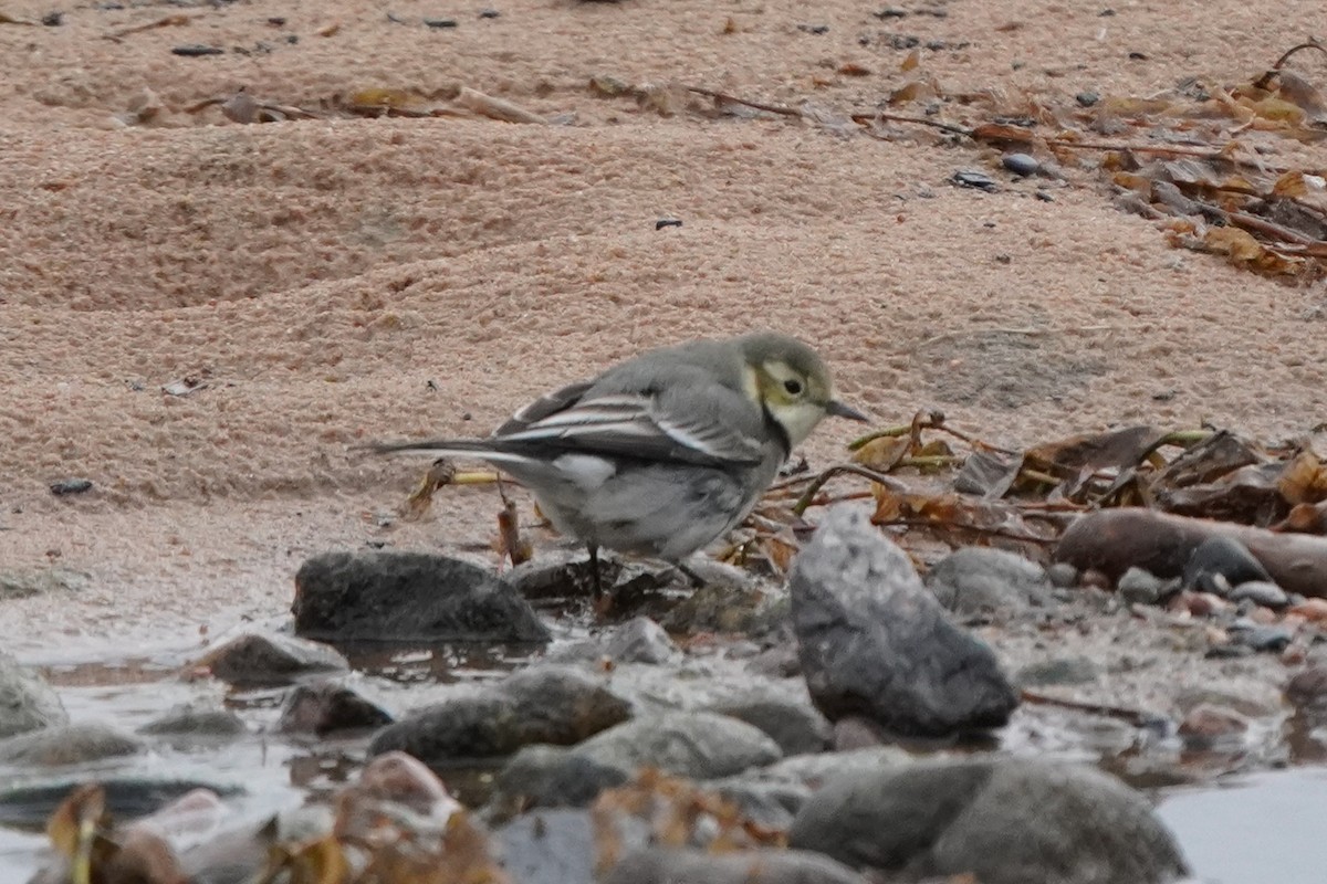 White Wagtail - ML645042837