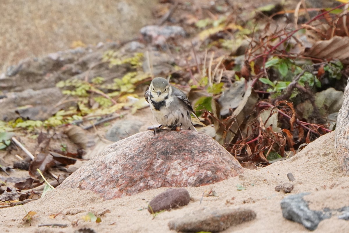 White Wagtail - ML645042838