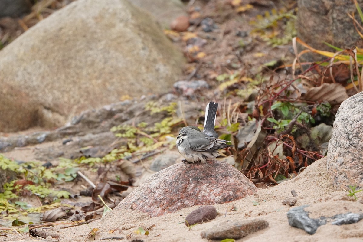 White Wagtail - ML645042839