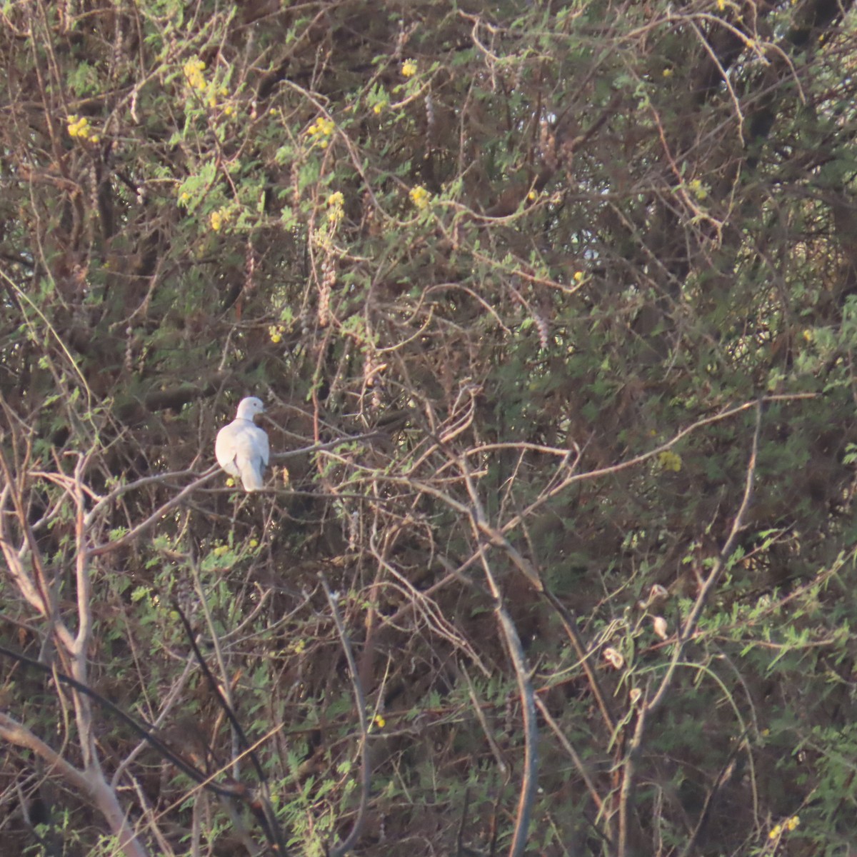 Eurasian Collared-Dove - ML645042840