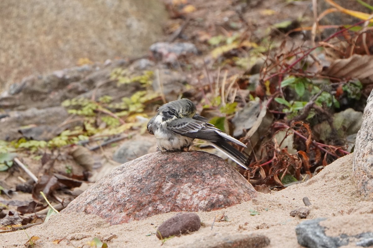 White Wagtail - ML645042841