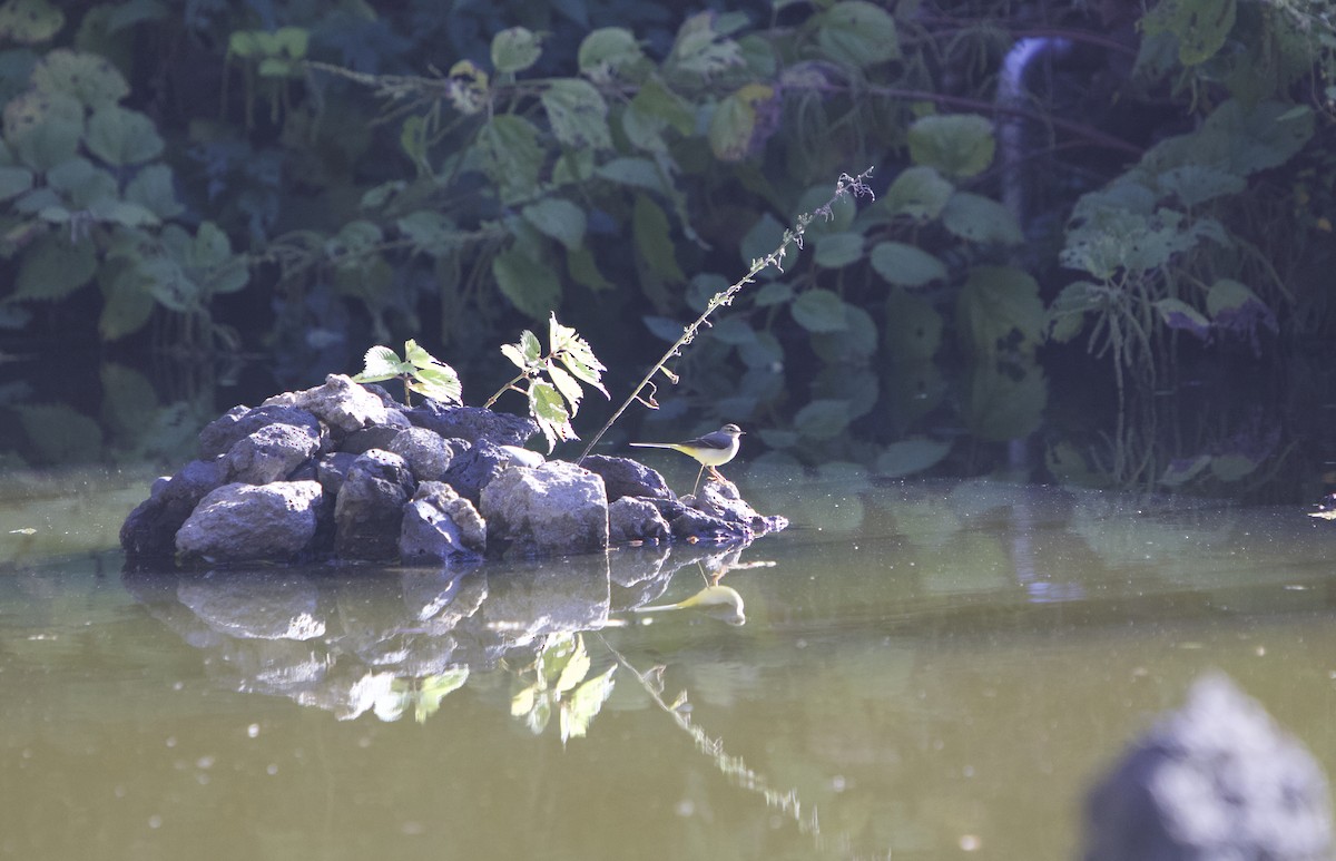 Gray Wagtail - ML645042842