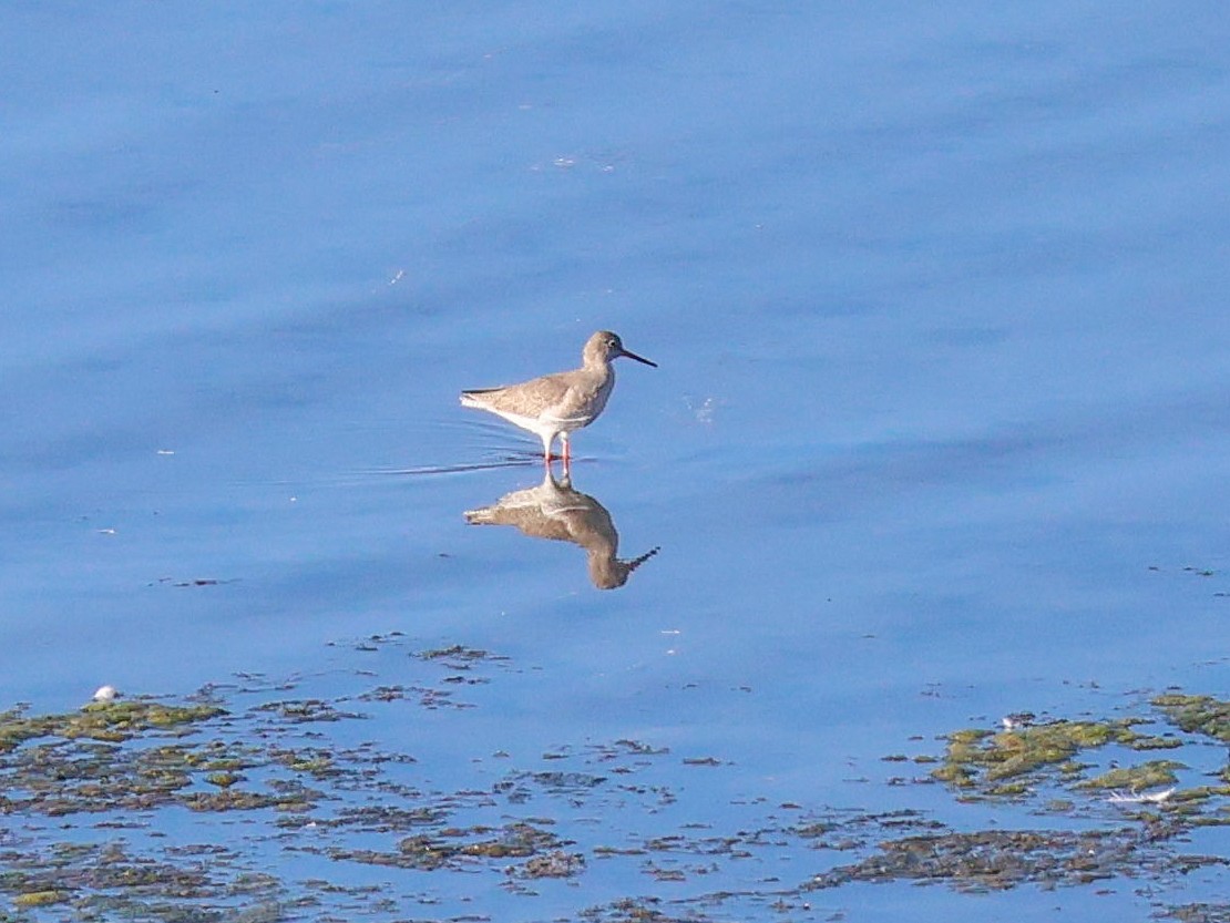 Common Redshank - ML645042843