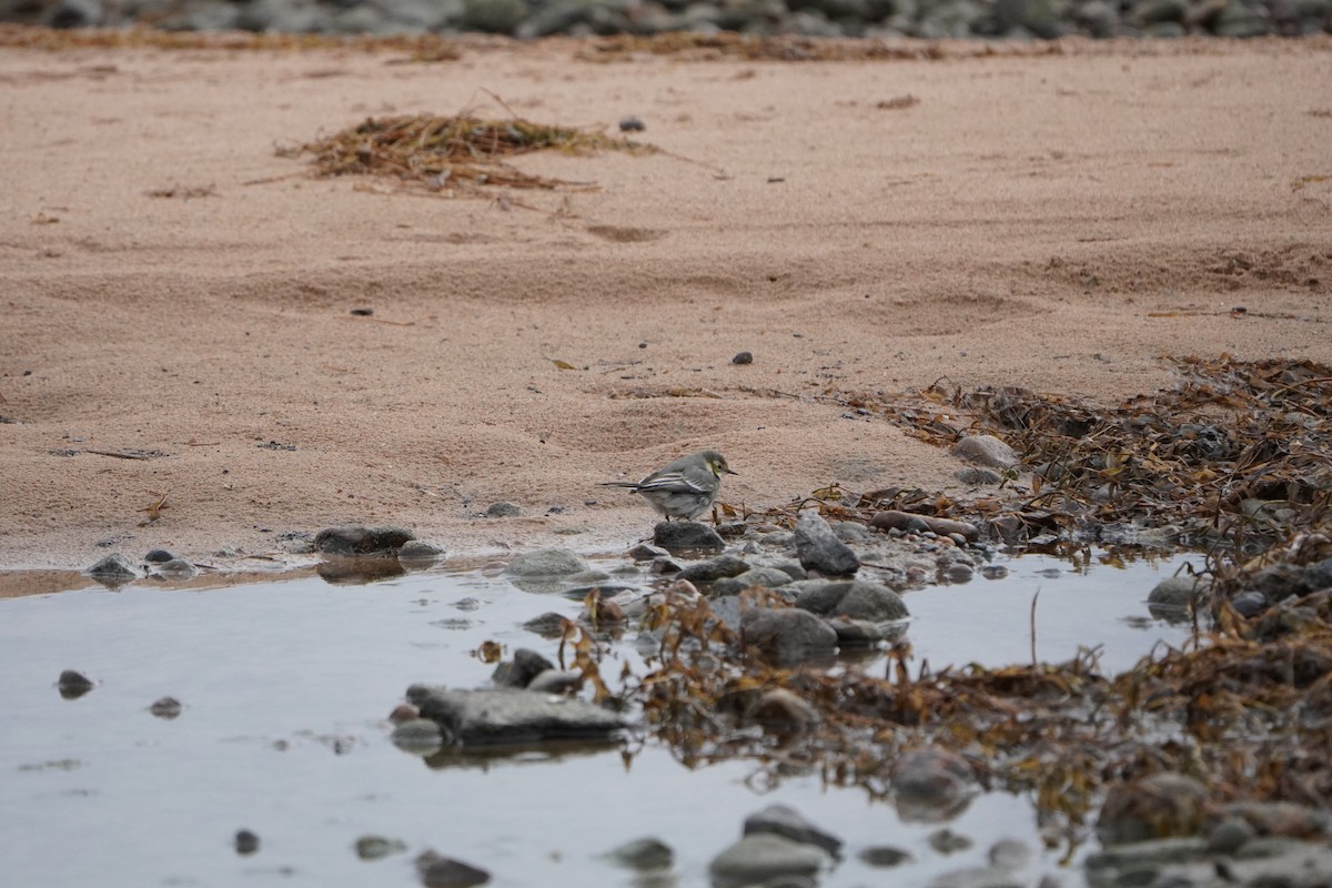 White Wagtail - ML645042845