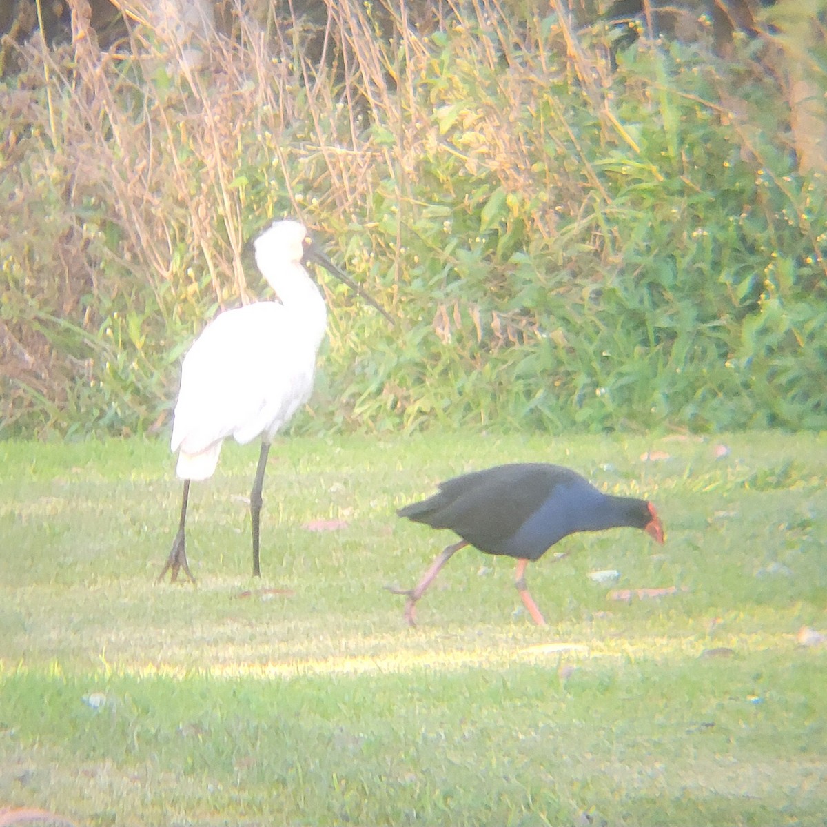 Australasian Swamphen - ML645042846