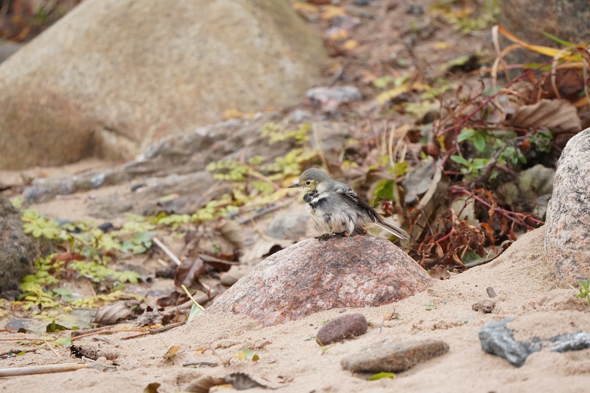 White Wagtail - ML645042848