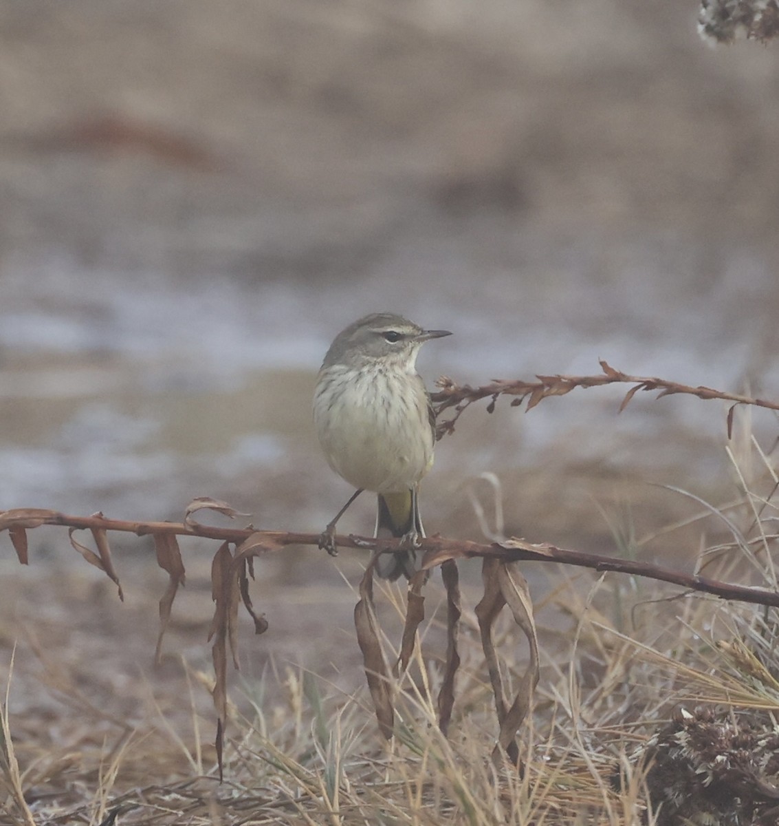 Palm Warbler - ML645042852