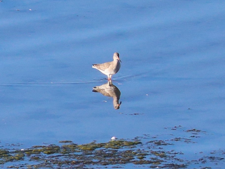 Common Redshank - ML645042853