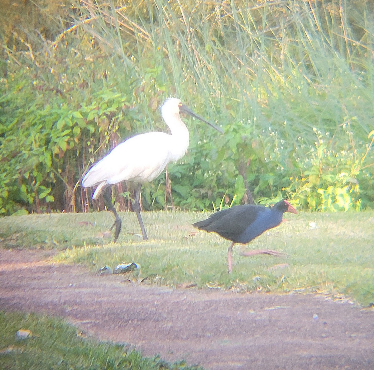 Australasian Swamphen - ML645042855