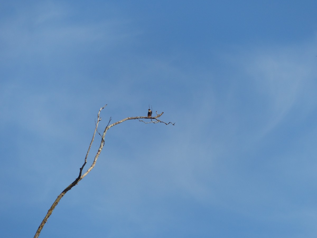 Bat Falcon - ML645042856