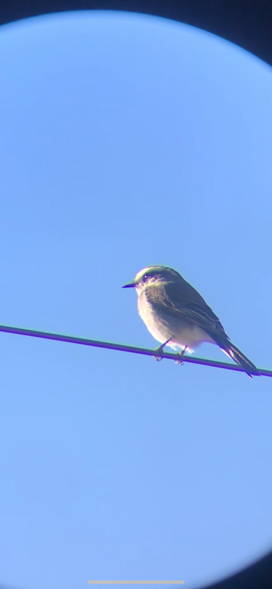 White-browed Chat-Tyrant - ML645042857